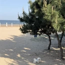 日照旅游 缩略图 12