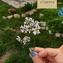 大理州旅游 缩略图 5