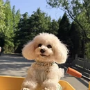 日照旅游 缩略图 13