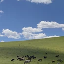 成都旅游 缩略图 8