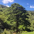 黄山旅游 缩略图 6