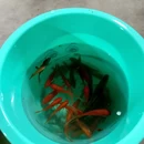 成都旅游 缩略图 6