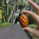 西双版纳旅游 缩略图 4