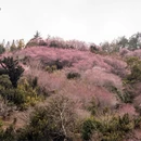南京旅游 缩略图 4