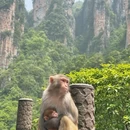 张家界旅游 缩略图 11