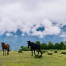 成都旅游 缩略图 5