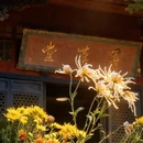 上海旅游 缩略图 10
