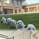 沧州旅游 缩略图 5