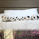 沧州旅游 缩略图 8