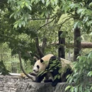 成都旅游 缩略图 9
