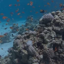 沙姆沙伊赫旅游 缩略图 2