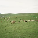 伊犁旅游 缩略图 3