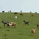 伊犁旅游 缩略图 1