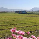 大理州旅游 缩略图 10