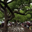杭州旅游 缩略图 8