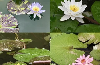 陪老妈祈福，却闯入了荷花仙境🪷