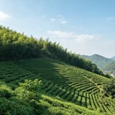 湖州旅游 缩略图 6