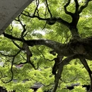 杭州旅游 缩略图 4