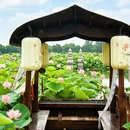 泰州旅游 缩略图 10