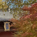 南京旅游 缩略图 2
