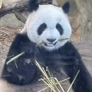成都旅游 缩略图 15