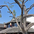 苏州旅游 缩略图 11