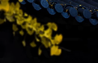 秋天去栖霞寺赏叶，禅意满满！