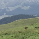 博尔塔拉旅游 缩略图 7