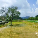 麦村村委会 - 广州市旅游 缩略图 6