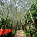 麦村村委会 - 广州市旅游 缩略图 9