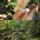 香炉山国家森林公园 - 哈尔滨市旅游 缩略图 4