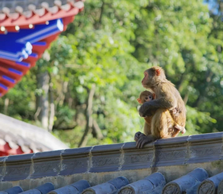 黔灵山公园 - 贵阳市旅游 1
