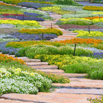 香遇百花园