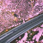 贵安樱花园