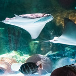 长嘉汇海洋公园