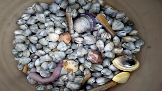 红树林赶海人家门票