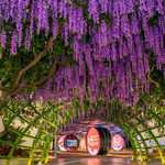 花栖云里