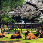 唐韵生态旅游区