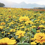 普者黑花仙谷景区