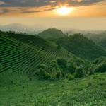 阳朔茶观园景区