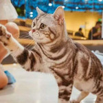 猫咪博物馆(临沂万达店)