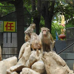 濮阳市中心动物园