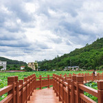 莲塘春色