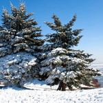 雪谷