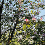 花都湿地公园