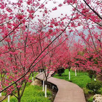 福建玉潭樱花谷