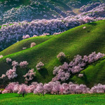 杏花沟野杏林