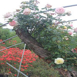 畲族四季花海