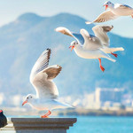 海埂公园