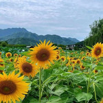 井田葵花园
